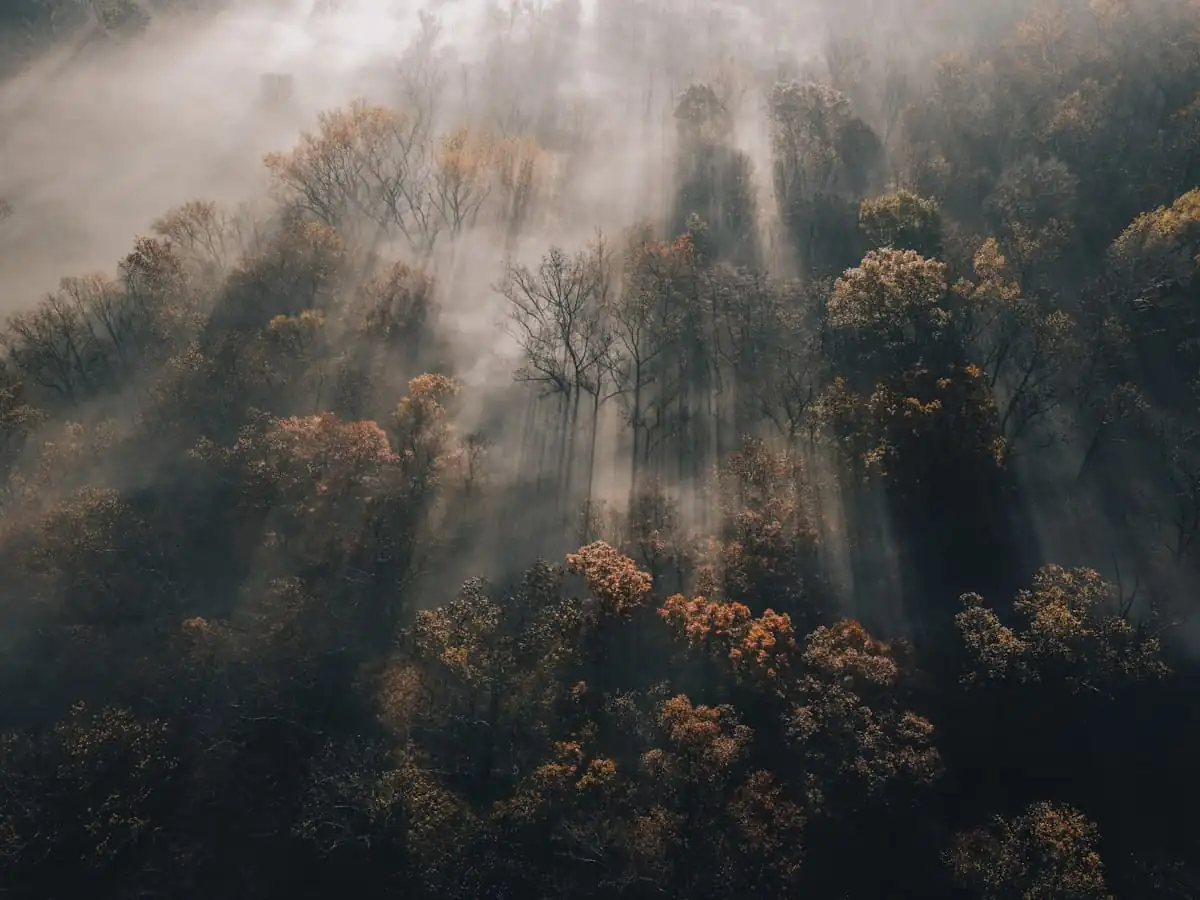 Gozdna pokrajina s sončnimi žarki
